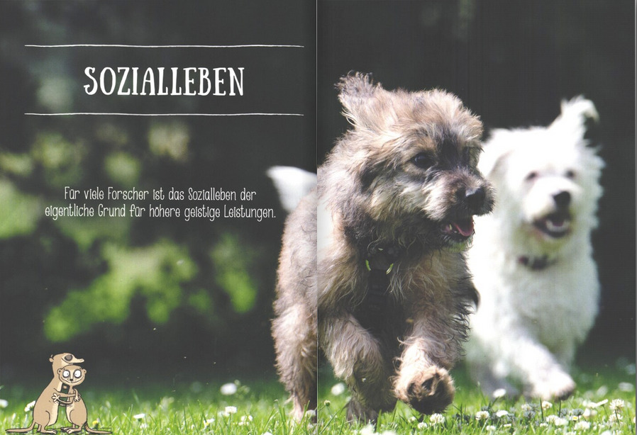 Wie Tiere denken und fühlen – Bild 3