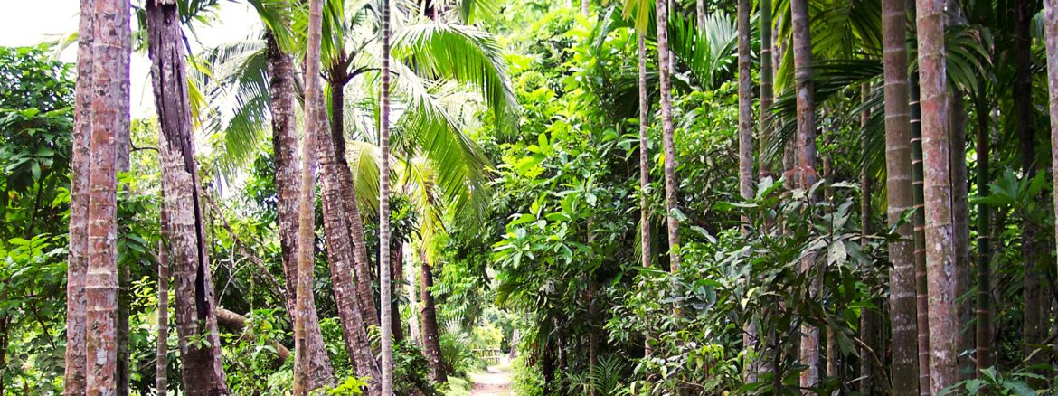 Dschungel in Bangladesh