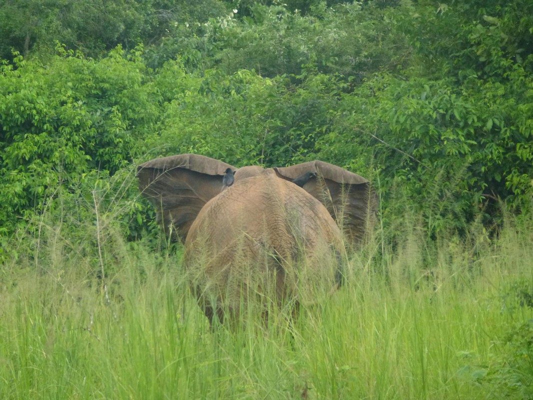 Ein Elefant schlendert durch die Wiesen Ugandas